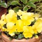 Super Seeds Viola wittrockiana Pansy Clear Crystals Yellow Flower 200+ Pcs