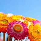 Super Seeds Helichrysum bracteatum Strawflower Mix Beautiful Flower 1000+ Pcs