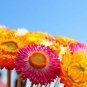 Super Seeds Helichrysum bracteatum Strawflower Mix Beautiful Flower 1000+ Pcs