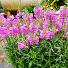 Super Seeds Physostegia virginiana Obedient Plant Perennial Flower 30+ Pcs
