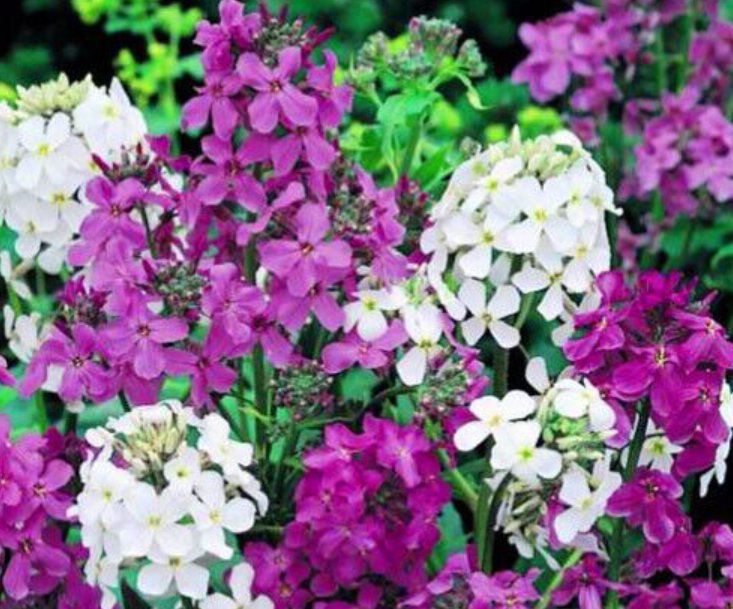 Super Seeds Hesperis matronalis Biennial Dames Rocket Sweet Rocket Mix 800 Pcs