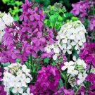 Super Seeds Hesperis matronalis Biennial Dames Rocket Sweet Rocket Mix 800 Pcs