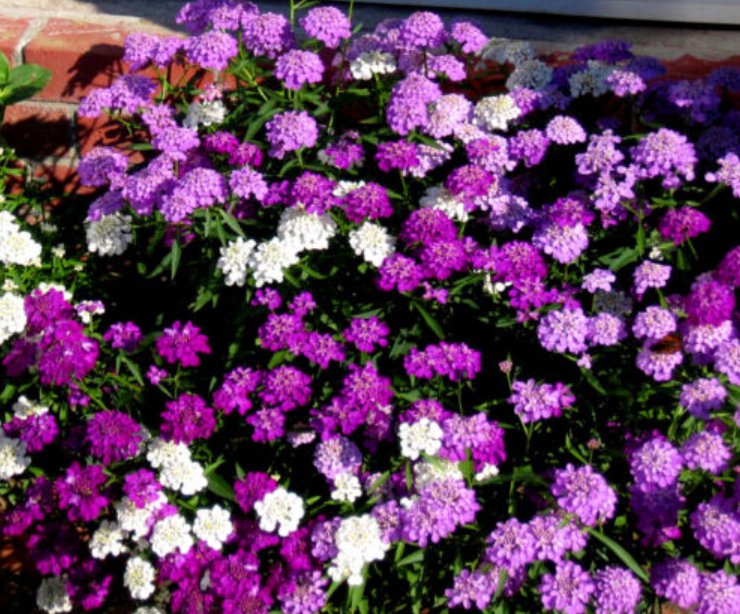 Super Seeds Iberis Umbellata Candytuft Dwarf Fairyland Mixed 600 Pcs