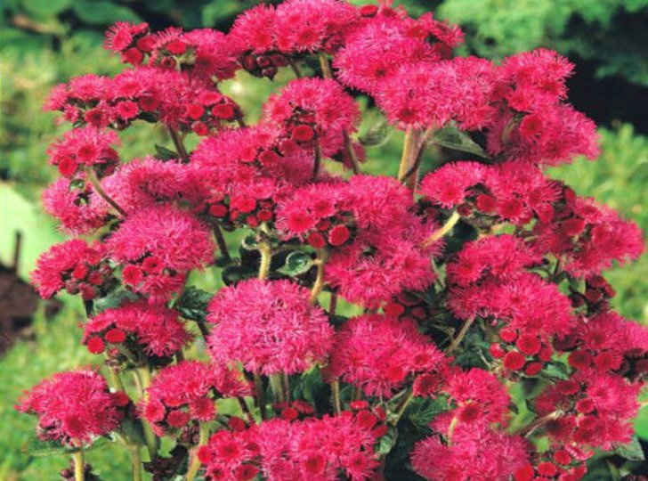Super Seeds Ageratum mexicanum Floss Flower Tall Red Flint 1000 Pcs