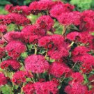 Super Seeds Ageratum mexicanum Floss Flower Tall Red Flint 1000 Pcs