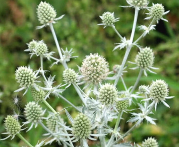 Super Seeds Eryngium planum Silver Salentino Sea Holly Sliver 80 Pcs
