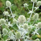 Super Seeds Eryngium planum Silver Salentino Sea Holly Sliver 80 Pcs