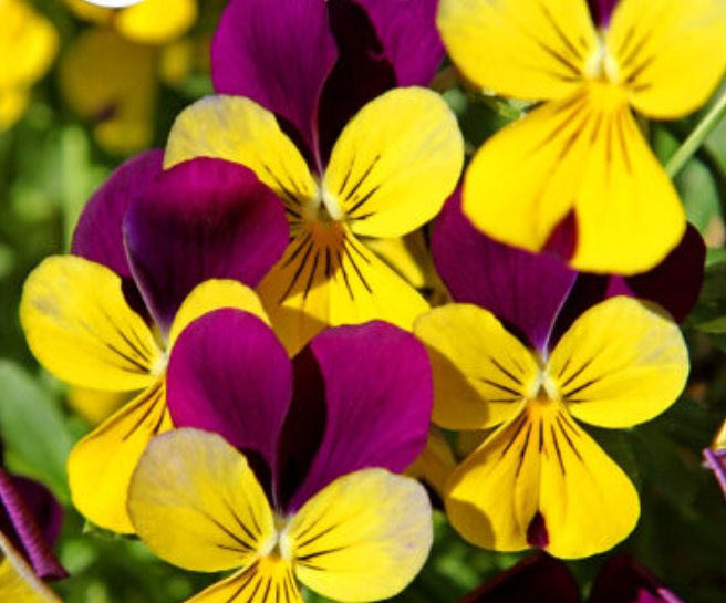 Super Seeds Viola cornuta Horned Pansy Helen Mount Johny Jump Up 200+ Pcs