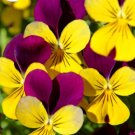 Super Seeds Viola cornuta Horned Pansy Helen Mount Johny Jump Up 200+ Pcs