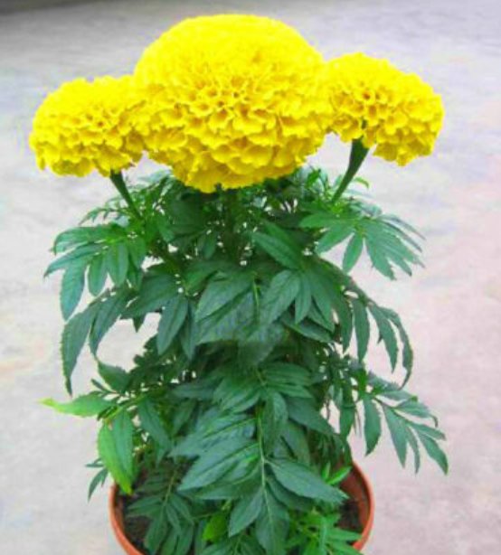 Super Seeds Tagetes Erecta Mary Helen African Marigold Flower 300 Pcs