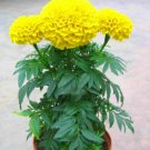 Super Seeds Tagetes Erecta Mary Helen African Marigold Flower 300 Pcs