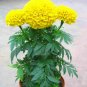 Super Seeds Tagetes Erecta Mary Helen African Marigold Flower 300 Pcs