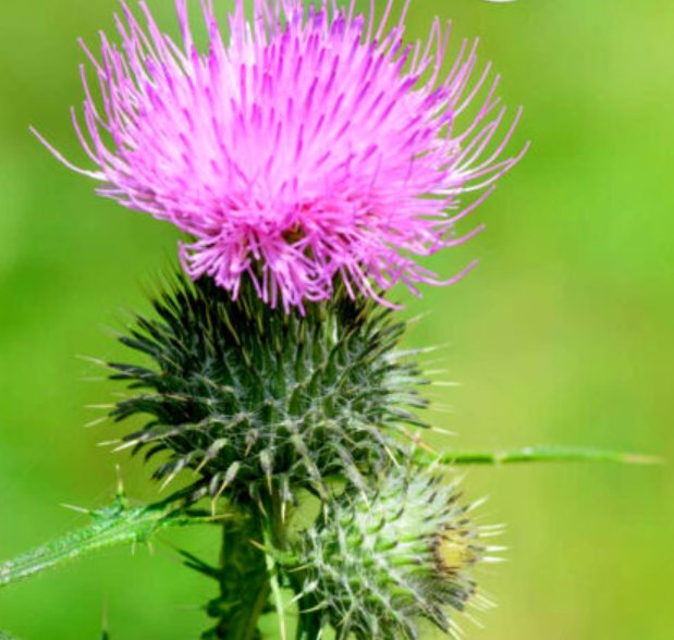 Super Seeds Silybum Marianum Biennial Ornamental Herb Milk Thistle 30 Pcs