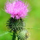 Super Seeds Silybum Marianum Biennial Ornamental Herb Milk Thistle 30 Pcs