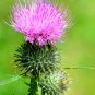 Super Seeds Silybum Marianum Biennial Ornamental Herb Milk Thistle 30 Pcs