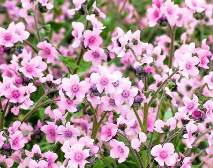 Super Seeds Cynoglossum Amabile Mystic Pink Chinese Forget Me Not Flower 200 Pcs