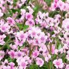 Super Seeds Cynoglossum Amabile Mystic Pink Chinese Forget Me Not Flower 200 Pcs