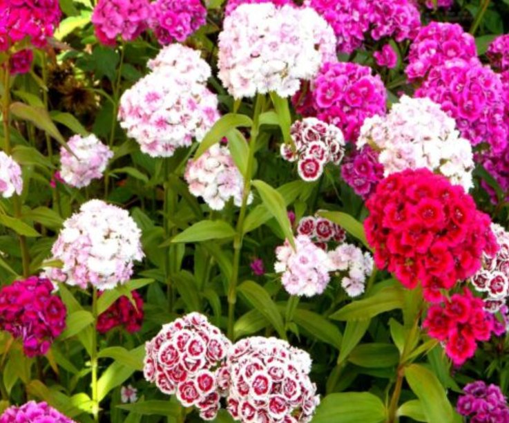 Super Seeds Dianthus barbatus Auricula Eyed Sweet William Mix Flower 1000 Pcs