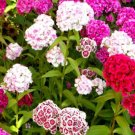 Super Seeds Dianthus barbatus Auricula Eyed Sweet William Mix Flower 1000 Pcs