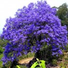 Super Seeds Jacaranda Mimosifolia Blue Bonsai Tree Garden 40 Pcs