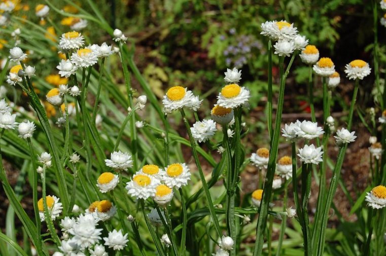 Super Seeds Ammobium Alatum Winged Everlasting Flower 1000 Pcs