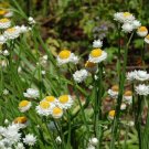 Super Seeds Ammobium Alatum Winged Everlasting Flower 1000 Pcs