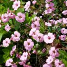 Super Seeds Saponaria vaccaria Soapwort Pink Beauty Flower 400+ Pcs