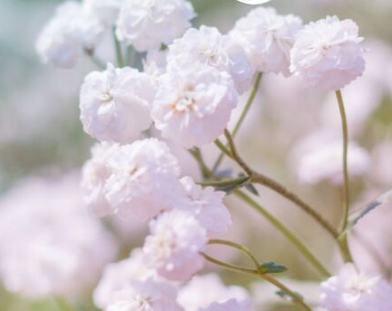 Super Seeds Gypsophila paniculata Babys Breath Snowflake Flower 500 Pcs