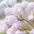Super Seeds Gypsophila paniculata Babys Breath Snowflake Flower 500 Pcs
