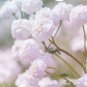 Super Seeds Gypsophila paniculata Babys Breath Snowflake Flower 500 Pcs