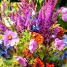 Super Seeds Snapdragon Zinnia Larkspur Aster Marigold 100 Pcs