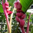 Super Seeds Musa velutina Pink Banana Exotic Plant 10 Pcs