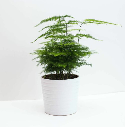 Super Seeds Asparagus setaceus plumosus nanus Exotic house plant Fern 10 Pcs