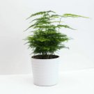 Super Seeds Asparagus setaceus plumosus nanus Exotic house plant Fern 10 Pcs