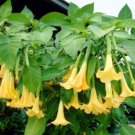 Super Seeds Datura brugmansia Tropical woody shrub Angels Trumpets Double Yellow 8 Pcs