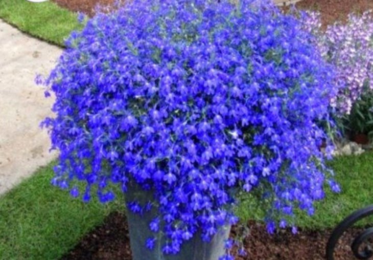 Super Seeds Lobelia erinus pendula Trailing Lobelia Mid Blue Flower 6000 Pcs