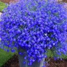 Super Seeds Lobelia erinus pendula Trailing Lobelia Mid Blue Flower 6000 Pcs