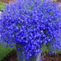 Super Seeds Lobelia erinus pendula Trailing Lobelia Mid Blue Flower 6000 Pcs