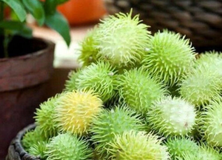 Super Seeds Cucumis Dipsaceus Ornamental Cucumber Hedgehog Exotic vegetable 20+ Pcs