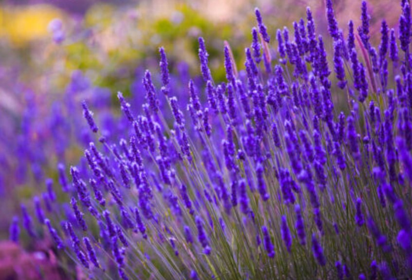 Super Seeds Lavendula angustifolia vera Lavender Amazing Fragnant Perennial 300 Pcs