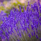 Super Seeds Lavendula angustifolia vera Lavender Amazing Fragnant Perennial 300 Pcs