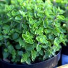 Super Seeds Origanum hirtum Stronger flavour as O Vulgare Hern Greek Oregano 2000 Pcs