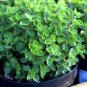 Super Seeds Origanum hirtum Stronger flavour as O Vulgare Hern Greek Oregano 2000 Pcs
