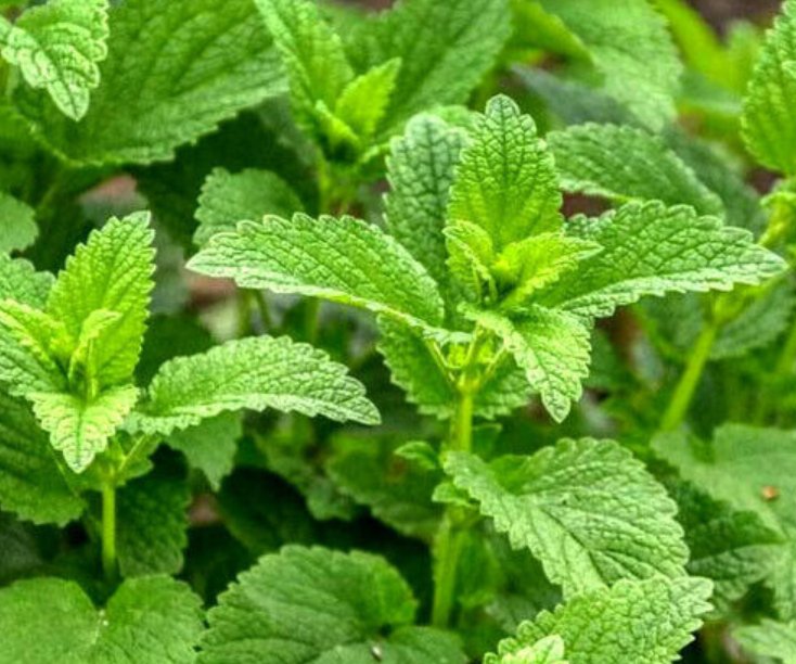 Super Seeds Mentha Spicata Mint Herb Indoor Outdoor Dwarf Spearmint 1000+ Pcs