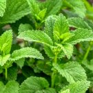 Super Seeds Mentha Spicata Mint Herb Indoor Outdoor Dwarf Spearmint 1000+ Pcs