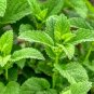 Super Seeds Mentha Spicata Mint Herb Indoor Outdoor Dwarf Spearmint 1000+ Pcs