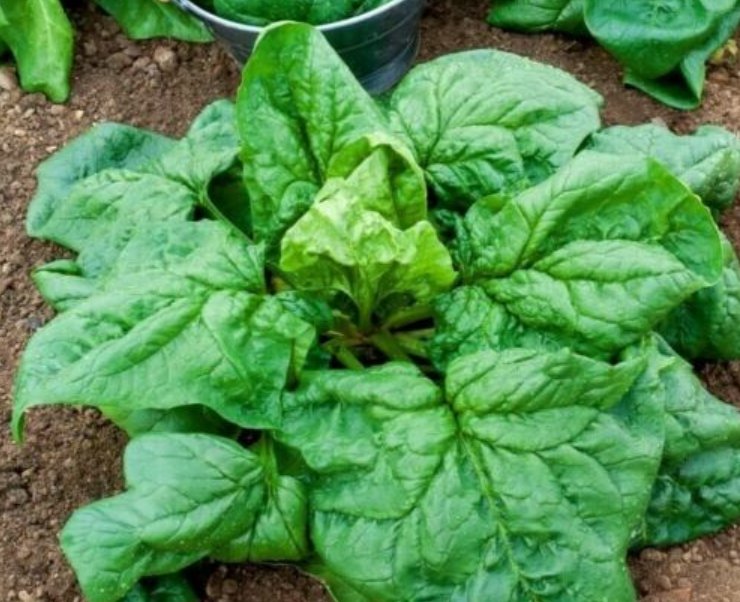 Super Seeds Spinacia Heirloom Spinach Winter Giant Vegetable Garden 300 Pcs