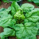Super Seeds Spinacia Heirloom Spinach Winter Giant Vegetable Garden 300 Pcs