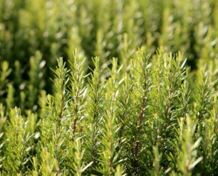 Super Seeds Rosmarinus officinalis Herb Rosemary Evergreen Perennial 50 Pcs