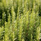 Super Seeds Rosmarinus officinalis Herb Rosemary Evergreen Perennial 50 Pcs